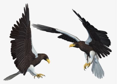 Bald Eagle Png Transparent Picture - Sea Eagle Png, Png Download, Free Download