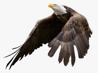 Bald Eagle With A Transparent Background, HD Png Download, Free Download