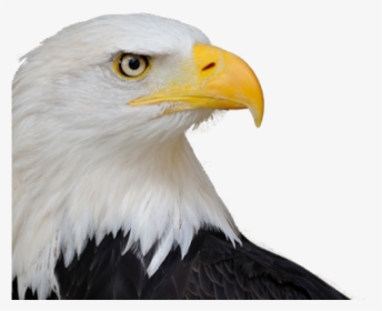 Bald Eagle Png Transparent Images - Eagle With Canadian Flag, Png Download, Free Download