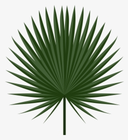 Leaves Clipart Palm Leaves - Palm Leaf Png, Transparent Png, Free Download
