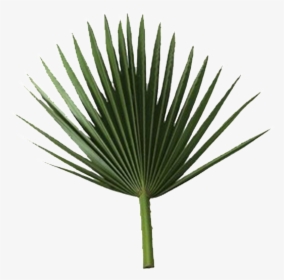 Sabal Palm Arecaceae Rama De Palmera De Hoja De Fronda - Sabal Palm Leaf, HD Png Download, Free Download