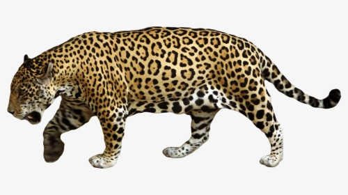 Animals Png Images For Size Comparisons - Jaguar Png, Transparent Png, Free Download