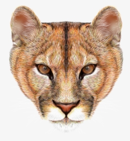 Transparent Lion Head Png - Mountain Lion Clip Art Free, Png Download, Free Download