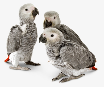 Endangered Animals In Png - African Grey Bird Baby, Transparent Png, Free Download