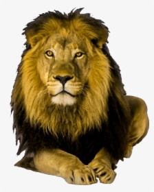 Lion,big Cats,terrestrial Figure,whiskers,art - Netley Abbey, HD Png Download, Free Download