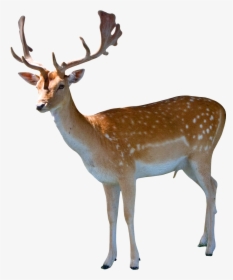 Animals Png, Transparent Png, Free Download