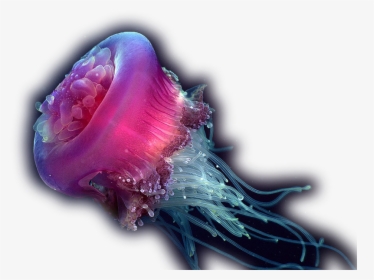 Com Jellyfish P - Deep Sea Creatures Png, Transparent Png, Free Download