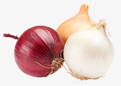 Onions Onions Png - Transparent Picture Of Onions, Png Download, Free Download