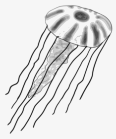 Jellyfish Clipart Blue Coral - Lion's Mane Jellyfish Drawing, HD Png Download, Free Download