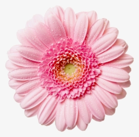 Flower With Transparent Background Clipart - Transparent Background Pink Flower Png, Png Download, Free Download
