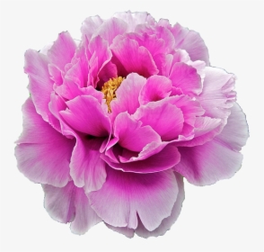Flower Png Tumblr Flowers - Peonia Png, Transparent Png, Free Download
