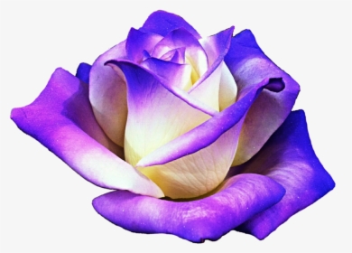 Purple Rose Clipart Png Format - Clip Art Of Purple Rose, Transparent Png, Free Download