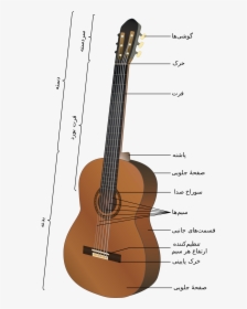 Transparent Guitar Hero Guitar Png - Acoustic Guitar Anatomy, Png Download, Free Download