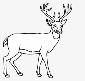 Simple Drawings Of A Deer, HD Png Download, Free Download
