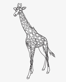 Giraffe Outline Template Lion Pattern - Giraffe Outline Transparent, HD Png Download, Free Download