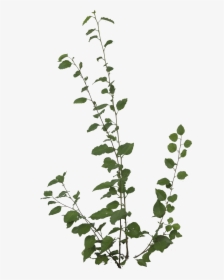 Preview - Foliage Png, Transparent Png, Free Download