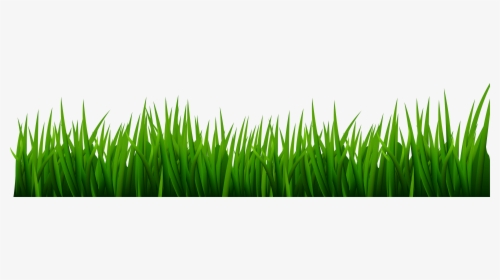 Green Grass Background png download - 2000*3090 - Free Transparent Cactus  png Download. - CleanPNG / KissPNG