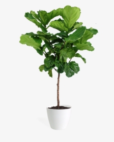 Plant Png Files, Transparent Png, Free Download