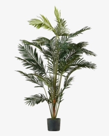 Palm Tree Png Image Transparent - Transparent Palm Plant Png, Png Download, Free Download