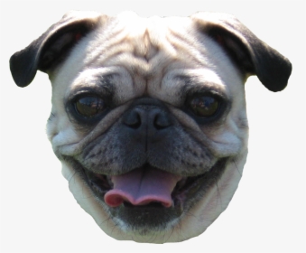 Pug Head Png - Dog Face Transparent Background, Png Download, Free Download