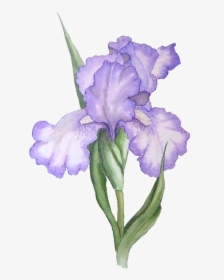 Free Iris Flower Graphic - Transparent Background Lavender Flower Watercolor Png, Png Download, Free Download