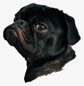 #dog #dogface #doghead #animal #pet - Dog Head Png, Transparent Png, Free Download