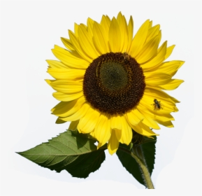 Sunflower Png Image - Sunflower Png, Transparent Png, Free Download