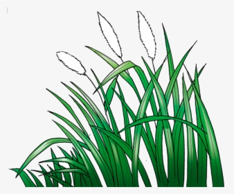 Lawn Cogon Grass Animation Sketch - Cogon Grass Png, Transparent Png, Free Download
