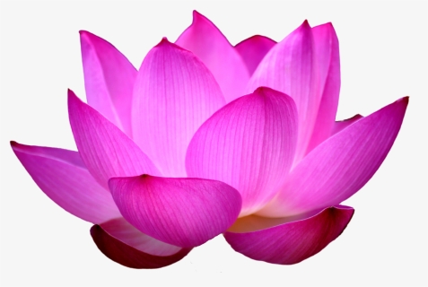 Blue Lotus Png - Lotus Flower Png, Transparent Png, Free Download