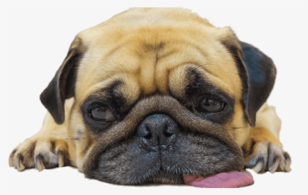 Worn Out Pug - Teacher First Week Of School Meme, HD Png Download, Free Download