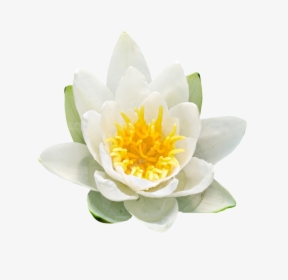 White Water Lily, HD Png Download, Free Download