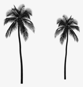 Clip Art Trees Png For - Palm Tree Tumblr Png, Transparent Png, Free Download