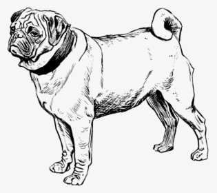 Transparent Black Pug Png - Pug Dogs Coloring Pages, Png Download, Free Download