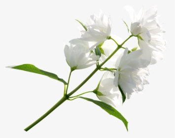 Flower White Clip Art - White Flowers Transparent Background, HD Png Download, Free Download