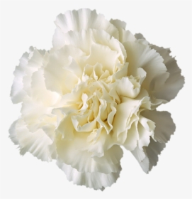 Carnation Boutonnière White - Carnation Flower White Png, Transparent Png, Free Download