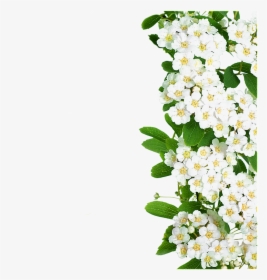 White Flowers Green Leaves Png Download - White Flower Border Png, Transparent Png, Free Download