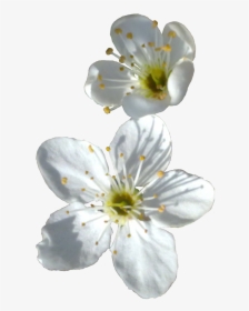Spring Flower Png Transparent Image - Spring Flower Png, Png Download, Free Download