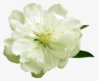 Free Png Download Transparent White Flower Png Images - Transparent Background White Flower Transparent, Png Download, Free Download
