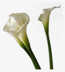 Arum - Calla Lilies Png Transparent, Png Download, Free Download