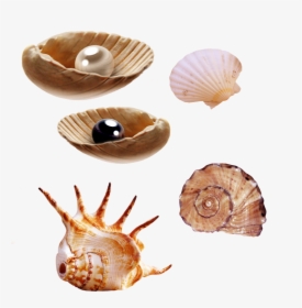 Sea Creatures Png By Pngimagesfree - Real Life Sea Animals, Transparent Png, Free Download