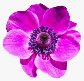 Background Warehouse, Purple Flower - Transparent Flower Image Png, Png Download, Free Download