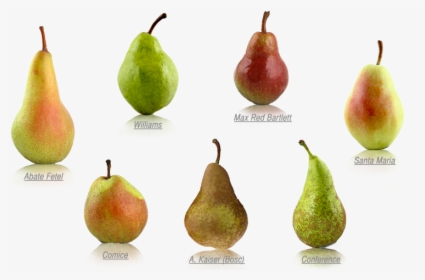 Pear Variety, HD Png Download, Free Download