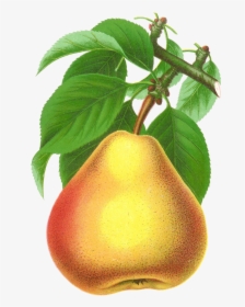 Antique Images Digital Stock - Pear Transparent Pear Free Png, Png Download, Free Download