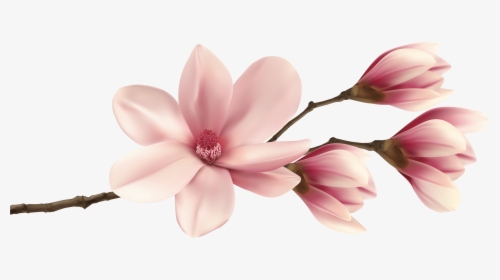 Spring Magnolia Branch Png Clip Art Image - Pink Magnolia Clip Art, Transparent Png, Free Download
