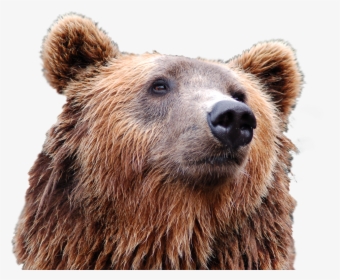 Bear Head, HD Png Download, Free Download