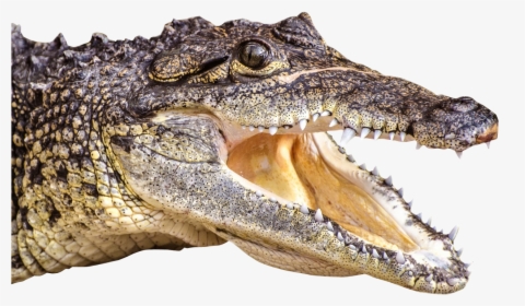 Alligator Head Png, Transparent Png, Free Download