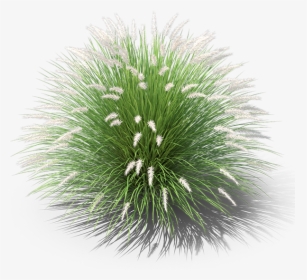 Grass Png Pennisetum Png, Transparent Png, Free Download