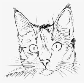 Cat Face Svg Clip Arts - Realistic Cat Line Drawing, HD Png Download, Free Download
