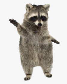 Raccoon Png Photo - Raccoon Transparent Gif, Png Download, Free Download