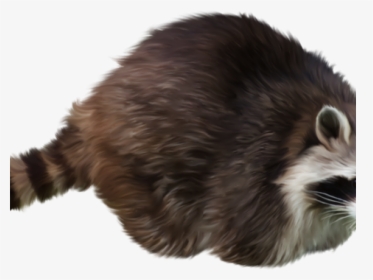 Raccoon Png Transparent Images - Raccoon Transparent Background, Png Download, Free Download